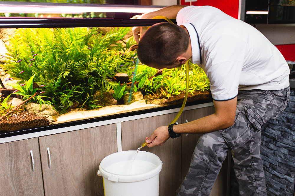 Dive into the Deep: Essential Tips for Aquarium Maintenance